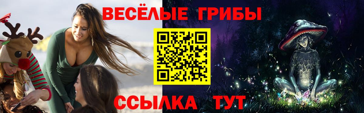 Псилоцибиновые грибы GOLDEN TEACHER  Вход с VPN  Сланцы  Галлюциногенные грибы Psilocybe 